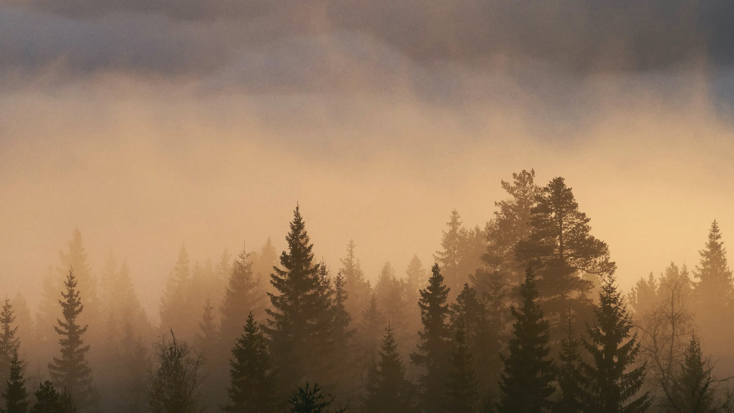 Forest trees in golden mist at sunrise