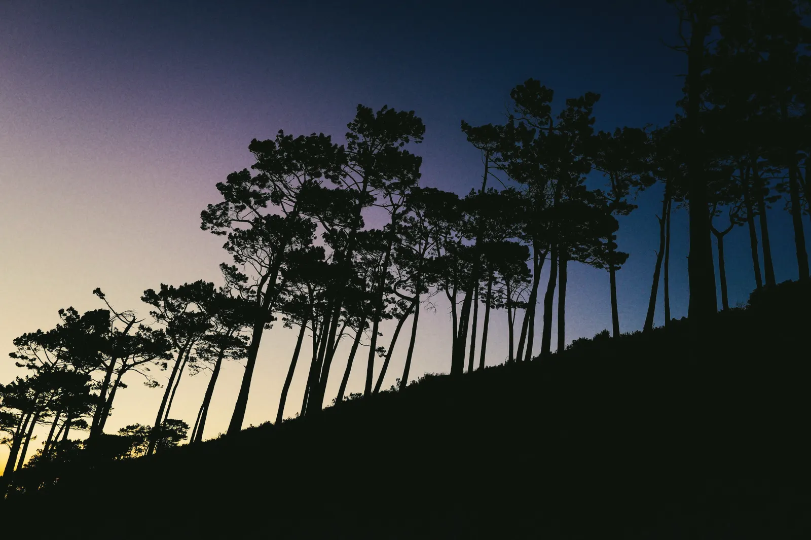 Wind-bent pines in silhouette on a dark slope at dusk